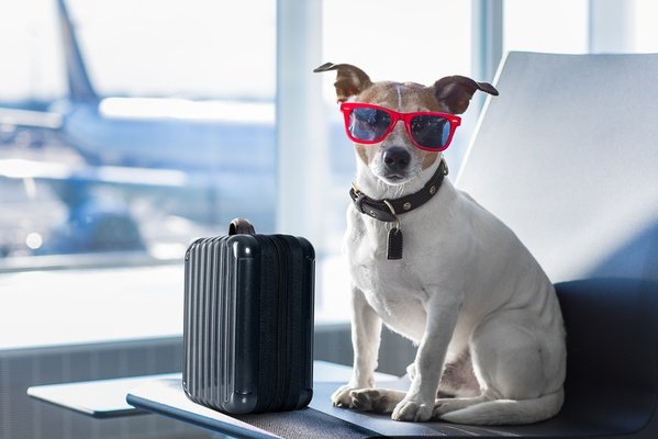 Viaja con tu mascota. villa luz family gourmet & all exclusive hotel playa de gandía Viaja con tu mascota. villa luz family gourmet & all exclusive hotel playa de gandía